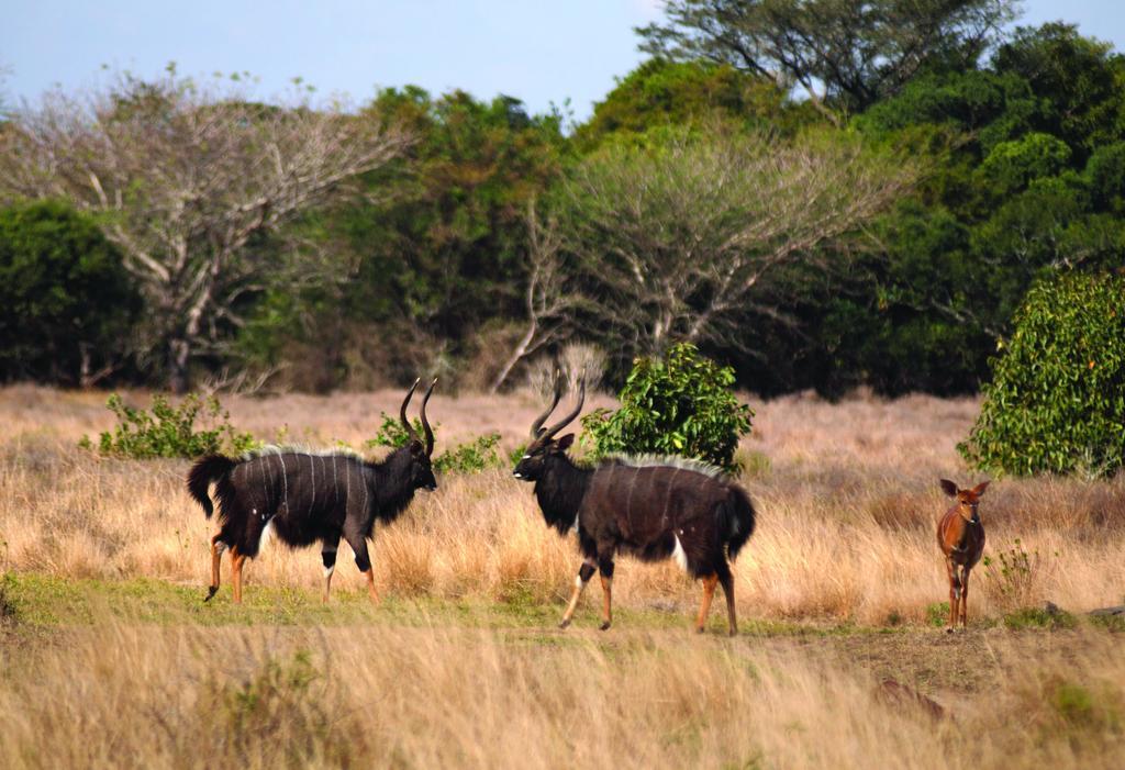 Gooderson Bushlands Game Lodge Hluhluwe Exterior foto