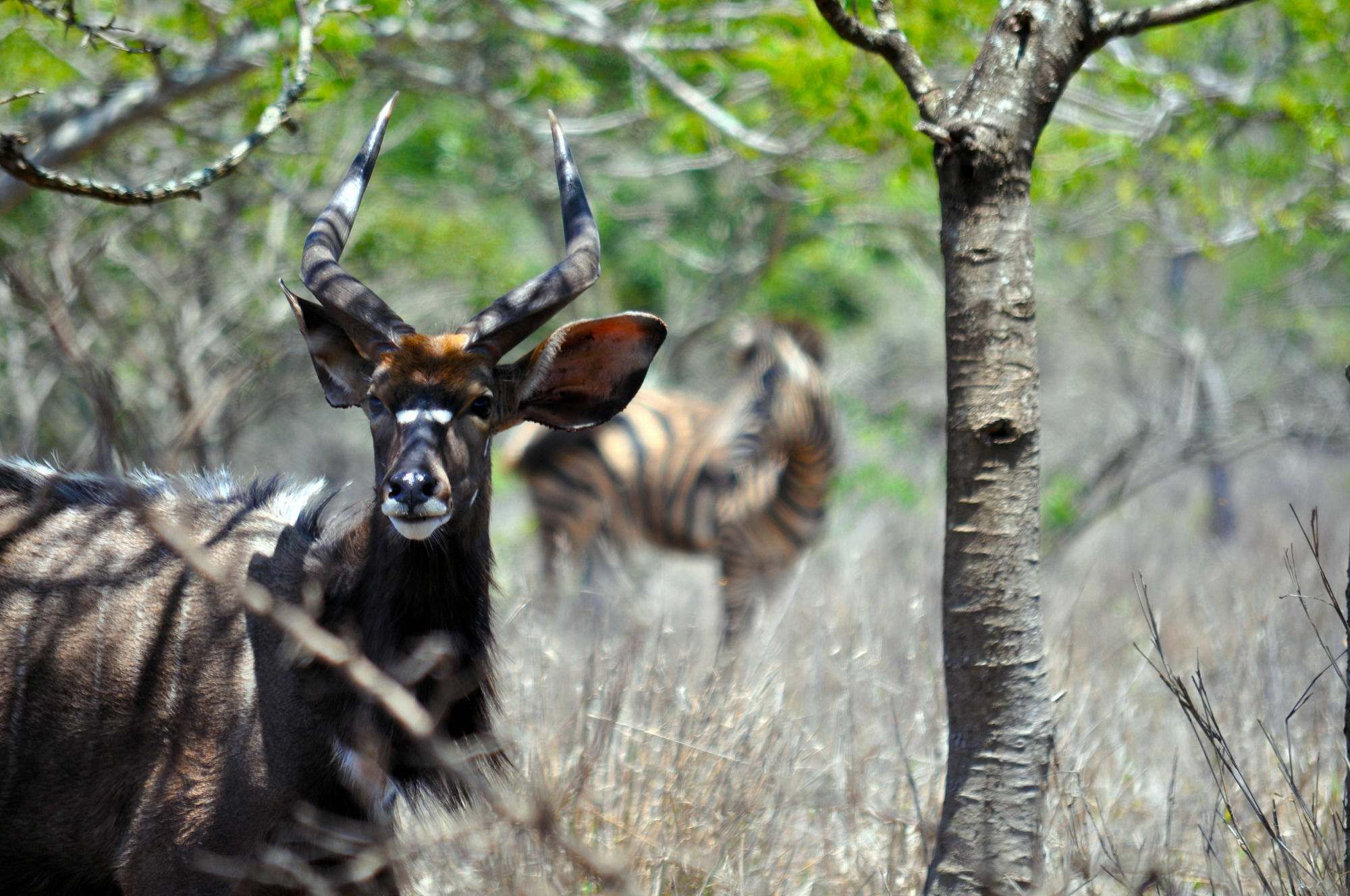 Gooderson Bushlands Game Lodge Hluhluwe Exterior foto