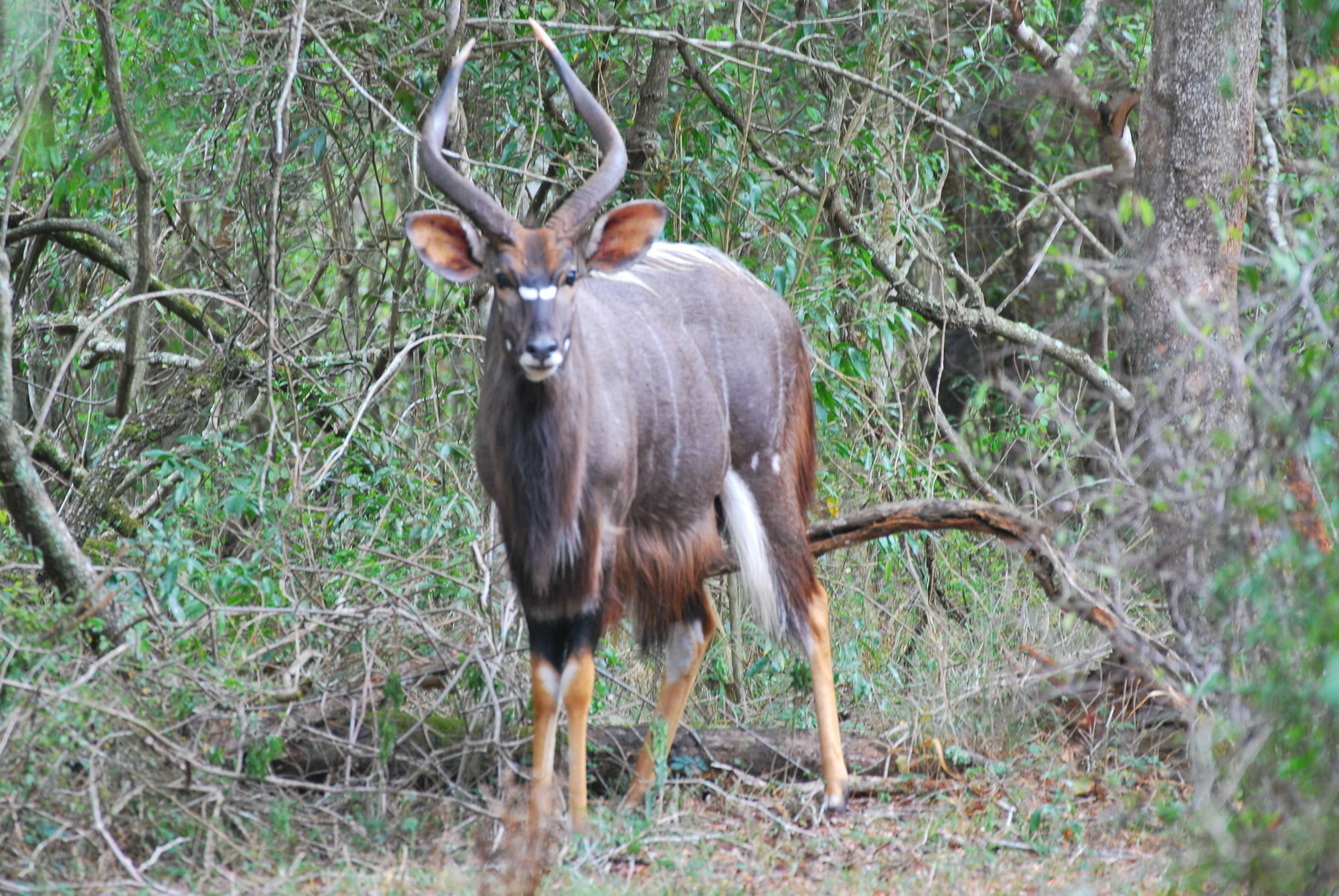 Gooderson Bushlands Game Lodge Hluhluwe Exterior foto